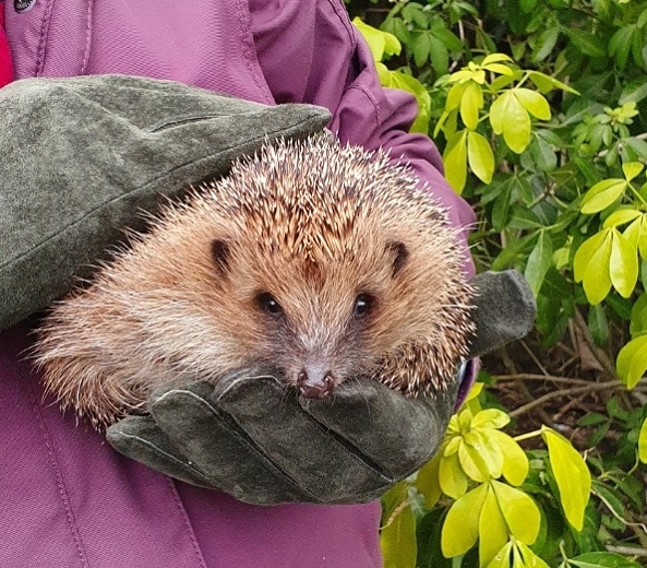 Keeping an eye out for our ‘Prickly Wild’ friends?