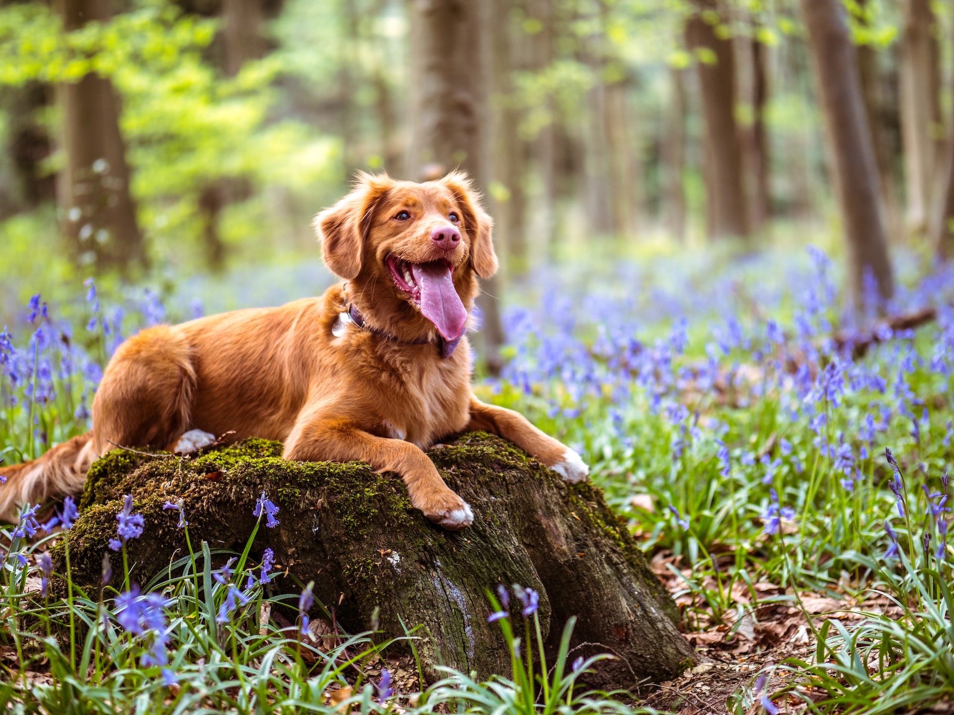 Tan coloured dog laying on a tree stump in a bluebell field.
