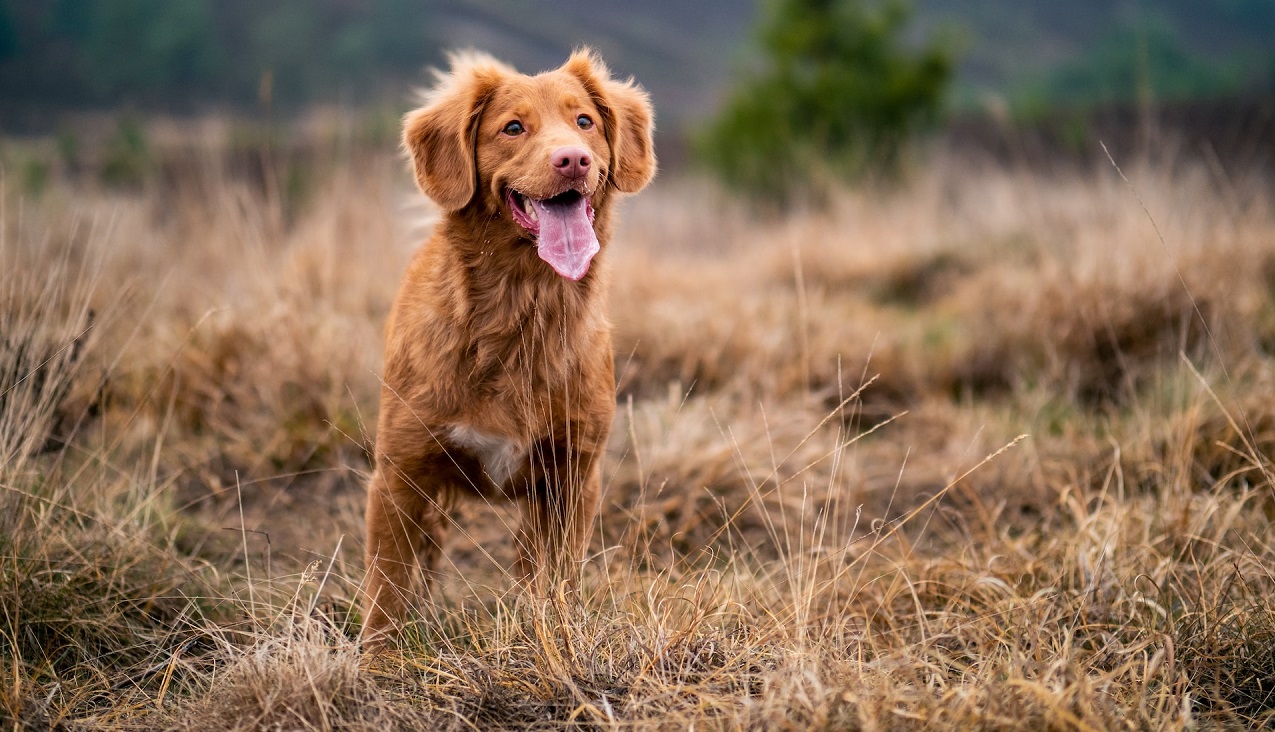 Tan Dog in Grass field 