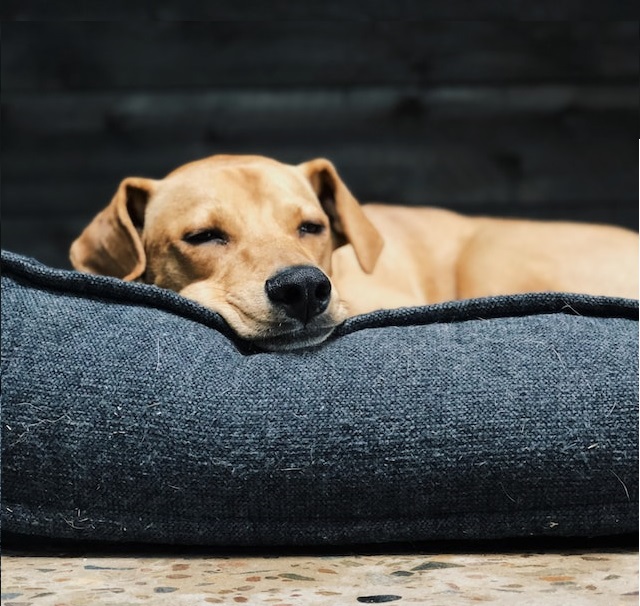 Dog sleeping on a grey cushion 